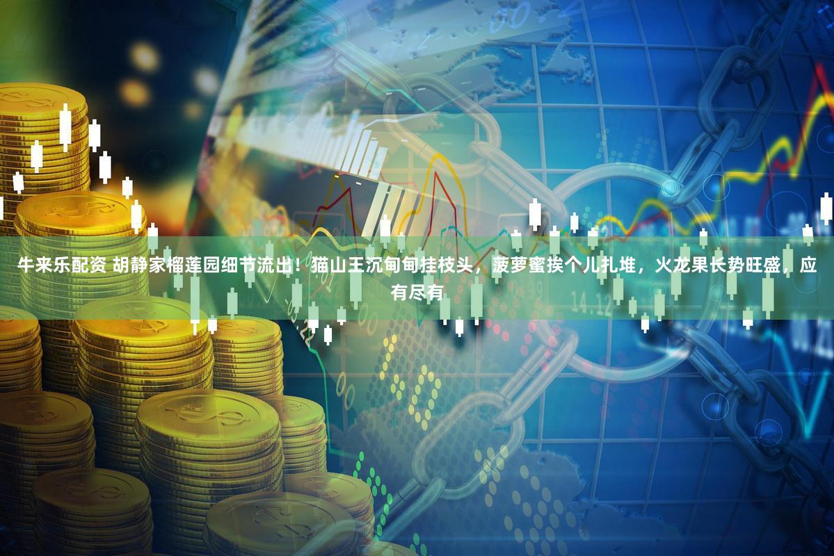 牛来乐配资 胡静家榴莲园细节流出！猫山王沉甸甸挂枝头，菠萝蜜挨个儿扎堆，火龙果长势旺盛，应有尽有